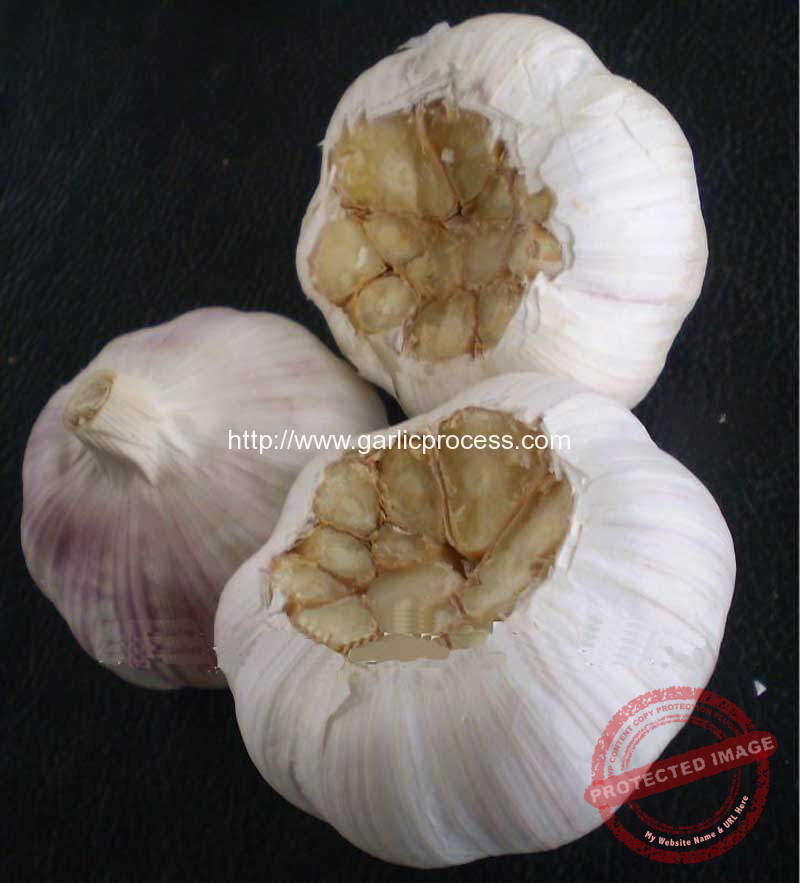 automatic-garlic-concave-root-cutting-machine